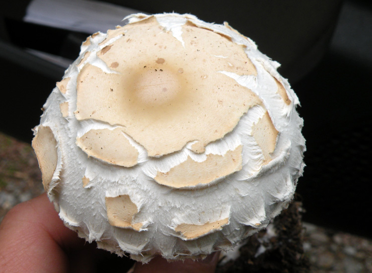 Agaricus, Lepiota o altro?